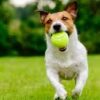 BOLA DE TENIS PARA CACHORRO - Image 2