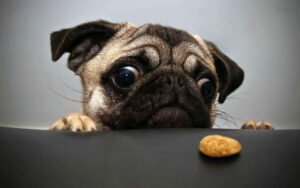 Petiscos para cachorro