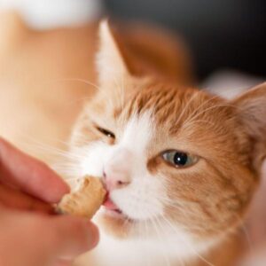 Petiscos para gato